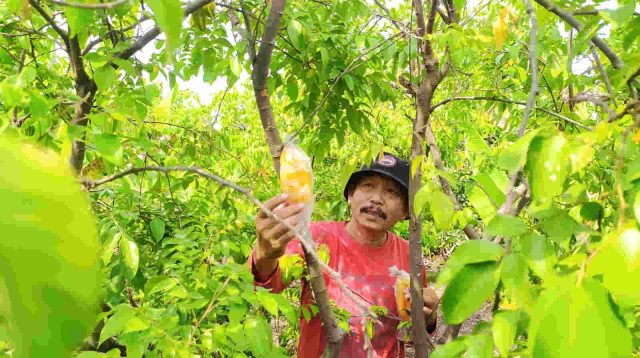 Sukarno warga Desa Karanglo Sukses Budidaya Buah Belimbing, Tanam Sekali, Panen Berkali-kali Raup Jutaan Rupiah