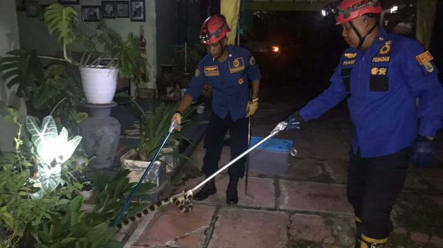 Ular Weling Masuk Pekarangan warga Kelurahan Sumbergedong, Wisanggeni Trenggalek Turun Tangan