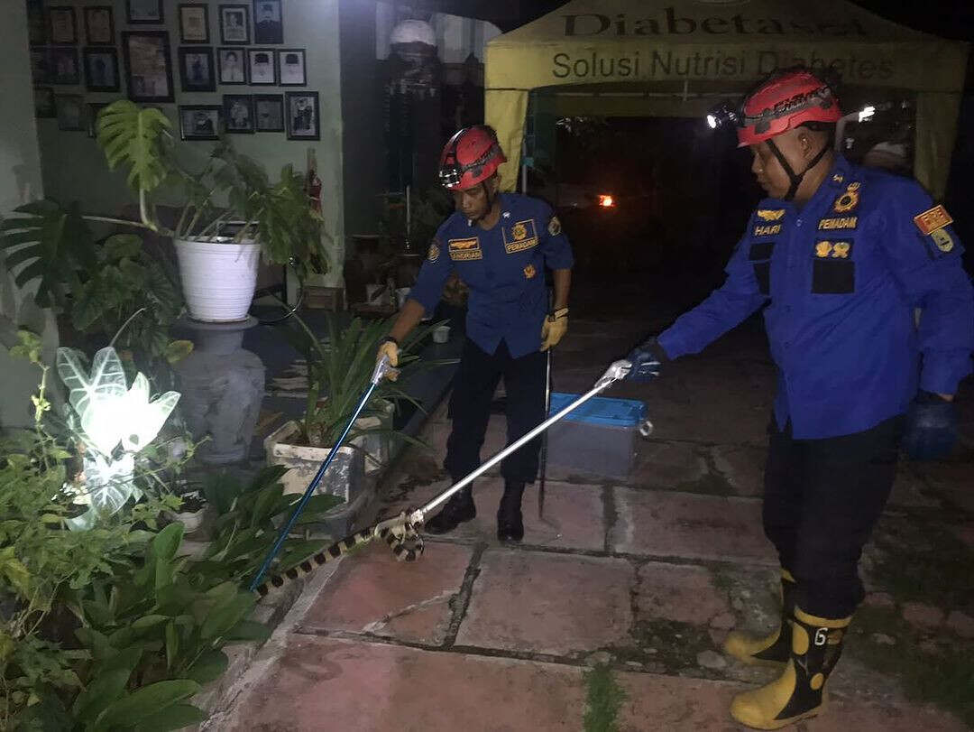 Ular Weling Masuk Pekarangan warga Kelurahan Sumbergedong, Wisanggeni Trenggalek Turun Tangan