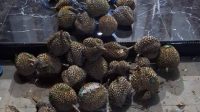 Warga Kediri Panen Durian Berujung Urusan dengan Polisi, Begini Kisahnya