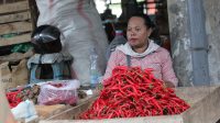 Stop Kirim Luar Daerah, Produksi Cabai Rawit 19 Ton Hanya Mampu Mencukupi Kabupaten Kediri