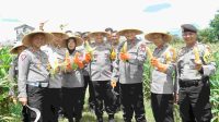 Panen Jagung, Dibagi ke Anggota dan Warga Blitar