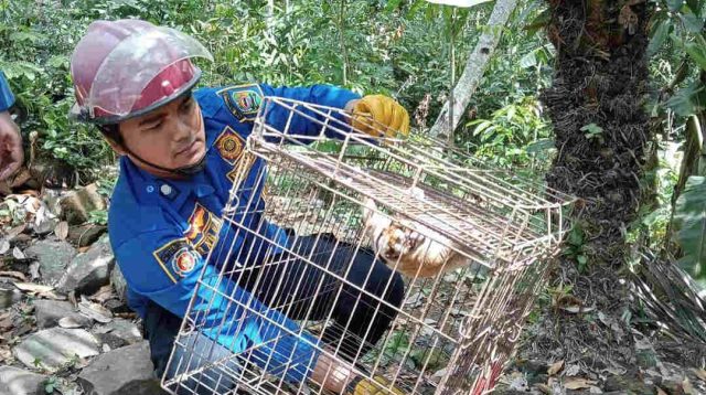 Seekor Kukang Dievakuasi Petugas Pemadam Kebakaran dari Rumah Warga di Trenggalek