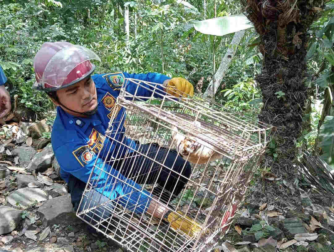 Seekor Kukang Dievakuasi Petugas Pemadam Kebakaran dari Rumah Warga di Trenggalek