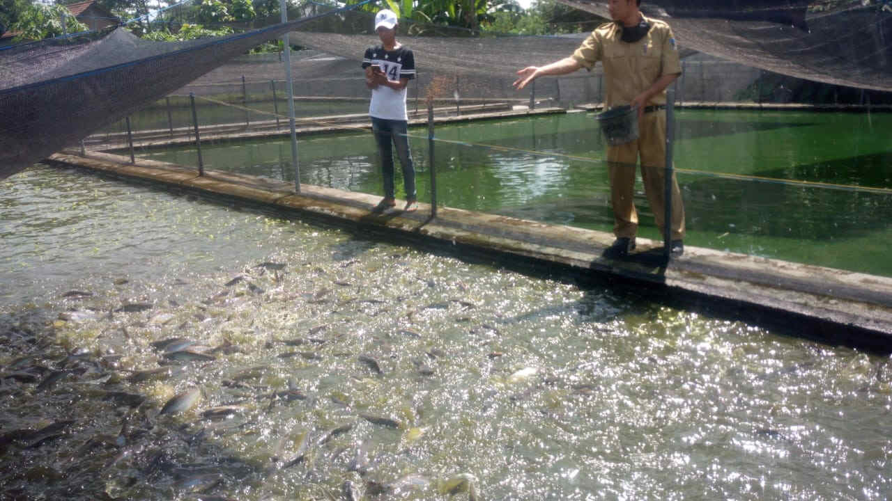 Produksi Ikan Konsumsi Meningkat, Nilai Ekonomisnya Rp 434 M