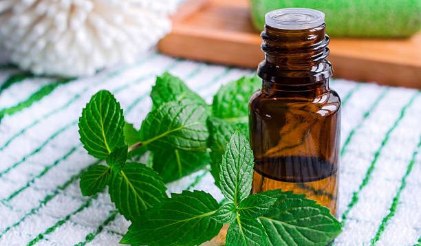 Menggunakan Minyak Peppermint untuk Menyingkirkan Tikus? Solusi Alami dan Efektif!