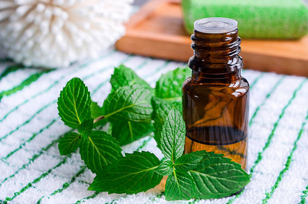 Menggunakan Minyak Peppermint untuk Menyingkirkan Tikus? Solusi Alami dan Efektif!