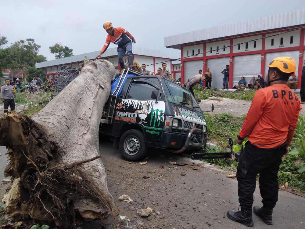 Diterpa Angin Kencang, Pohon Randu Tumbang Timpa Pikap