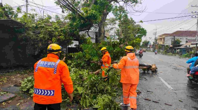 Hujan Deras dan Angin Kencang, BPBD Tulungagung Catat Lima Kecamatan Terdampak