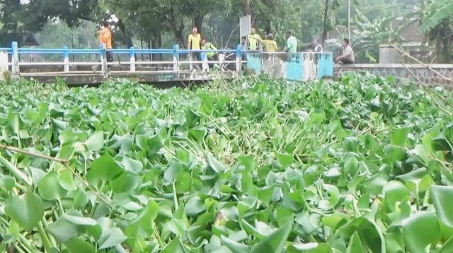 Eceng Gondok Tutupi Sungai di Dam Gendol Desa Jabung Ponorogo, Tebalnya hingga Dua Meter
