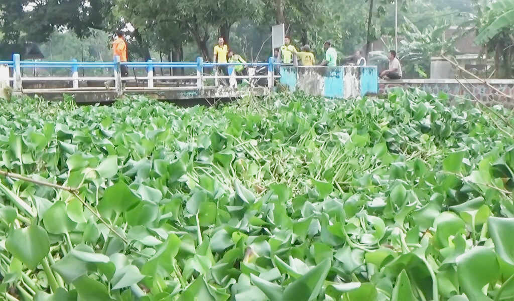 Eceng Gondok Tutupi Sungai di Dam Gendol Desa Jabung Ponorogo, Tebalnya hingga Dua Meter