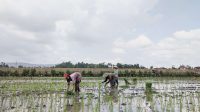 Alokasi Pupuk Urea Subsidi 50 Persen dari Kebutuhan, Ini Penjelasan Dispertan Tulungagung