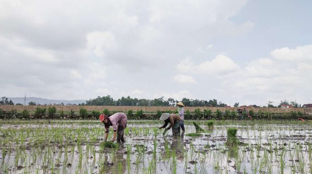 Alokasi Pupuk Urea Subsidi 50 Persen dari Kebutuhan, Ini Penjelasan Dispertan Tulungagung