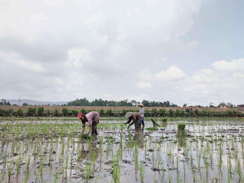 Alokasi Pupuk Urea Subsidi 50 Persen dari Kebutuhan, Ini Penjelasan Dispertan Tulungagung