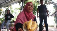 Cicipi Legitnya Durian Bido Wonosalam Jombang, Penjual: Tidak Sesuai Kami Ganti