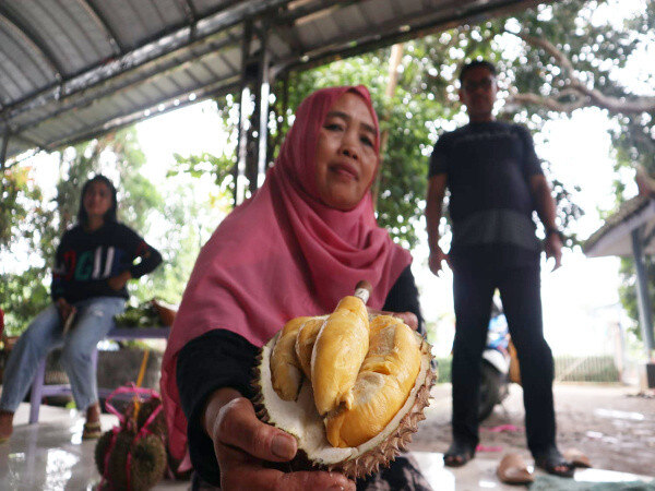 Cicipi Legitnya Durian Bido Wonosalam Jombang, Penjual: Tidak Sesuai Kami Ganti