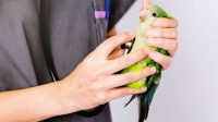 14 Tips Melatih Burung Kacer agar Berkicau dengan Indah dan Merdu, Penting Diketahui Sebelum Kompetisi Berlangsung!