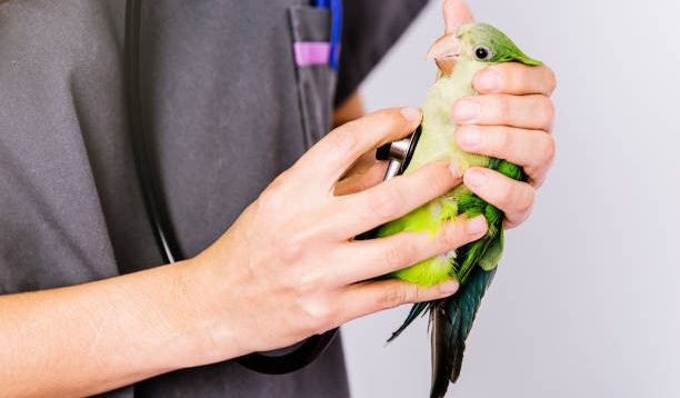 14 Tips Melatih Burung Kacer agar Berkicau dengan Indah dan Merdu, Penting Diketahui Sebelum Kompetisi Berlangsung!