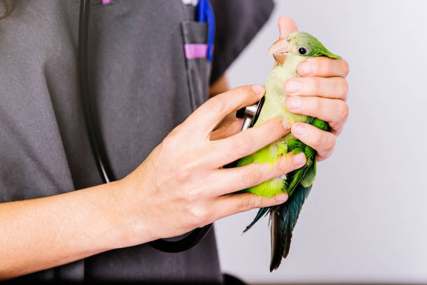 14 Tips Melatih Burung Kacer agar Berkicau dengan Indah dan Merdu, Penting Diketahui Sebelum Kompetisi Berlangsung!