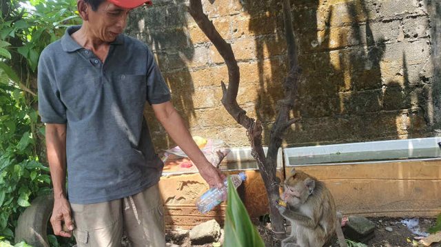 Menggigit Anak-anak, Monyet Ekor Panjang Diobservasi Rabies