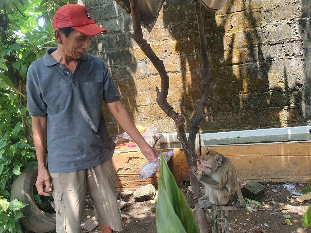 Menggigit Anak-anak, Monyet Ekor Panjang Diobservasi Rabies