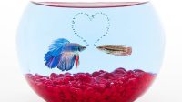 Simak! 10 Trik Memilih Pasangan Ideal untuk Ikan Cupang yang Siap Kawin Simak! 10 Trik Memilih Pasangan Ideal untuk Ikan Cupang yang Siap Kawin