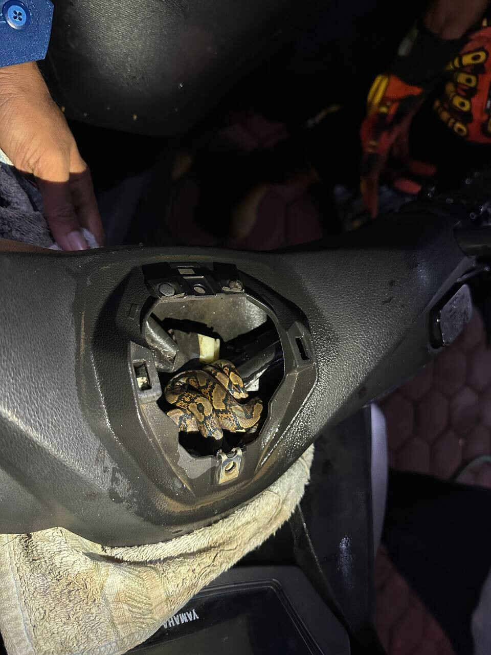 Parkir di Teras, Motor Warga Trenggalek Dimasuki Ular Piton