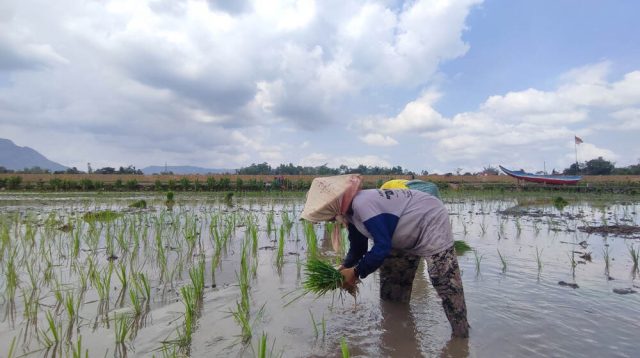 Dua Tahun Terakhir, 23 Penyuluh Pertanian di Kabupaten Tulungagung Purnatugas