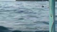 Mayat Mengapung di Teluk Prigi Trenggalek, Terikat Tali dengan Jeriken