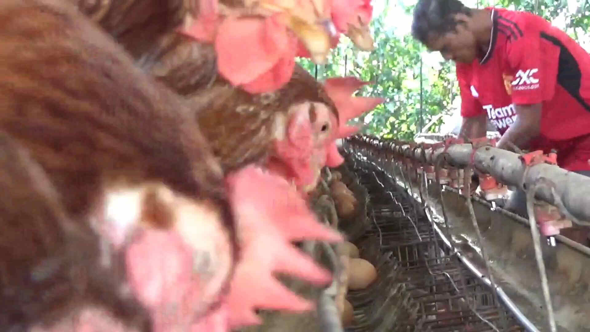 Harga Pakan Naik Drastis, Peternak Ayam di Kabupaten Jombang Terancam Bangkrut