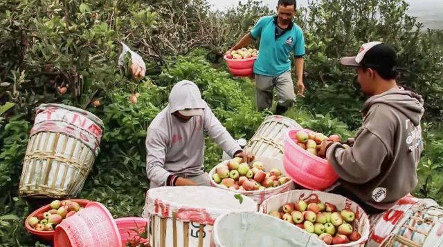 Para Petani Pindah ke Jeruk, Ikon Kota Apel Pudar?