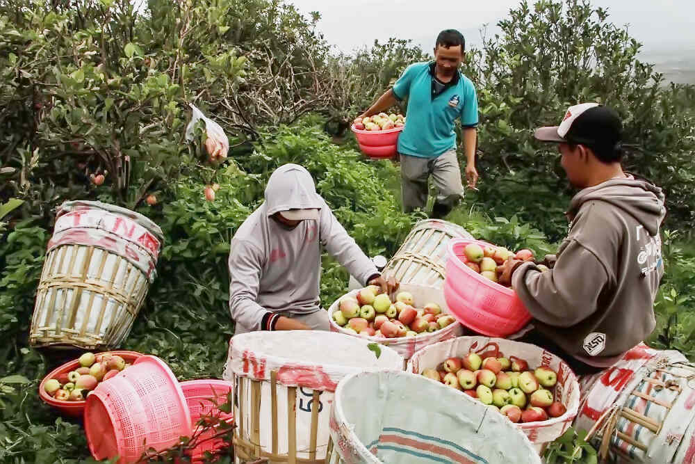 Para Petani Pindah ke Jeruk, Ikon Kota Apel Pudar?