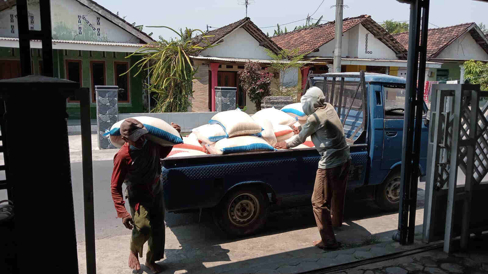 Harga Hasil Pertanian Pecah Rekor!, Jagung Rp 9.000, Beras Rp 15.000, Ketan Rp 22.000 Per-kg, Mungkinkah Dicatat MURI?