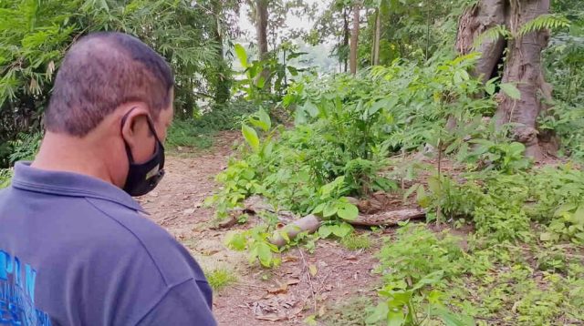 Penebangan Pohon di Sumber Mata Air Dikecam, Aktivis Minta Pihak Terkait Menindaklanjuti
