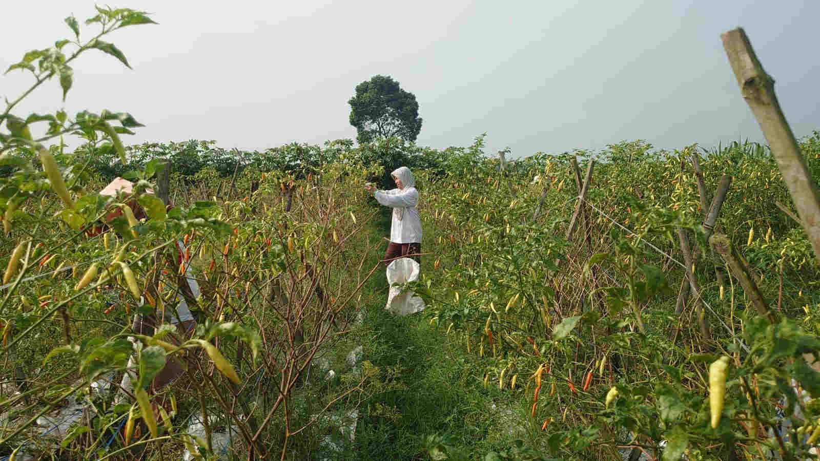 Harga Cabai Tembus Rp 65 Ribu, Petani di Kabupaten Blitar Jaga Malam di Sawah