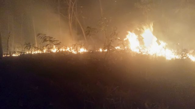 Tiga Hektare Hutan Jati Terbakar, Api Padam di Dekat Perkampungan