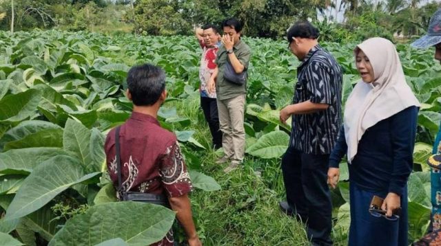 Satu Hektare Lahan di Kediri Bisa Hasilkan Panenan 1,4 Ton Tembakau, Begini Penjelasannya