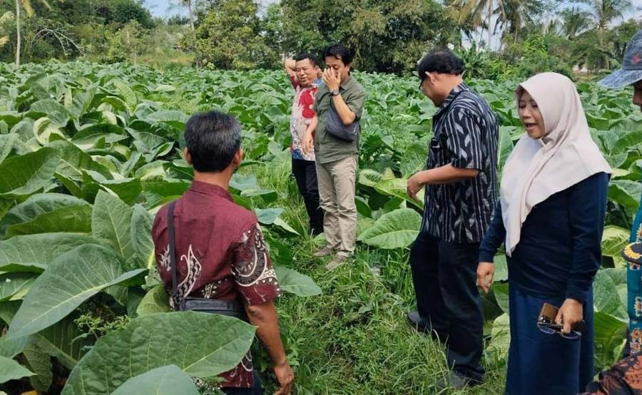 Satu Hektare Lahan di Kediri Bisa Hasilkan Panenan 1,4 Ton Tembakau, Begini Penjelasannya