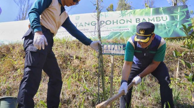 DLH Jatim Tanam Bambu di Dilem Wilis Trenggalek, Ternyata ini Tujuannya