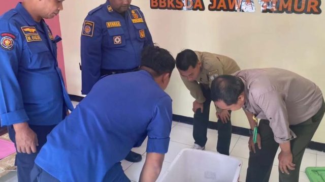 Satwa Liar Trenggiling yang Nyasar di Rumah Warga Trenggalek Diserahkan ke BBKSDA Jatim