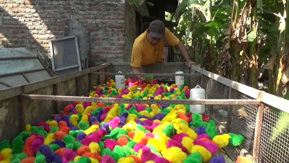 Penjual Ayam Warna-warni Asal Jombang Raih Omzet Puluhan Juta, Begini Ceritanya