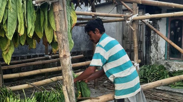 Panen Raya Tembakau di Jombang, APTI Keluhkan Turunnya Harga Tembakau Kering