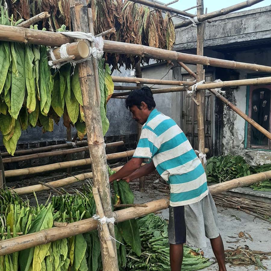 Panen Raya Tembakau di Jombang, APTI Keluhkan Turunnya Harga Tembakau Kering