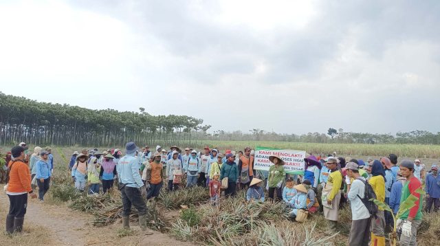 Tanaman di Lahan Eks HGU PT Mangli Dian Perkasa Puncu, Kediri Lama Mati, Ratusan Petani Ganti Tanam Pisang dan Ketela