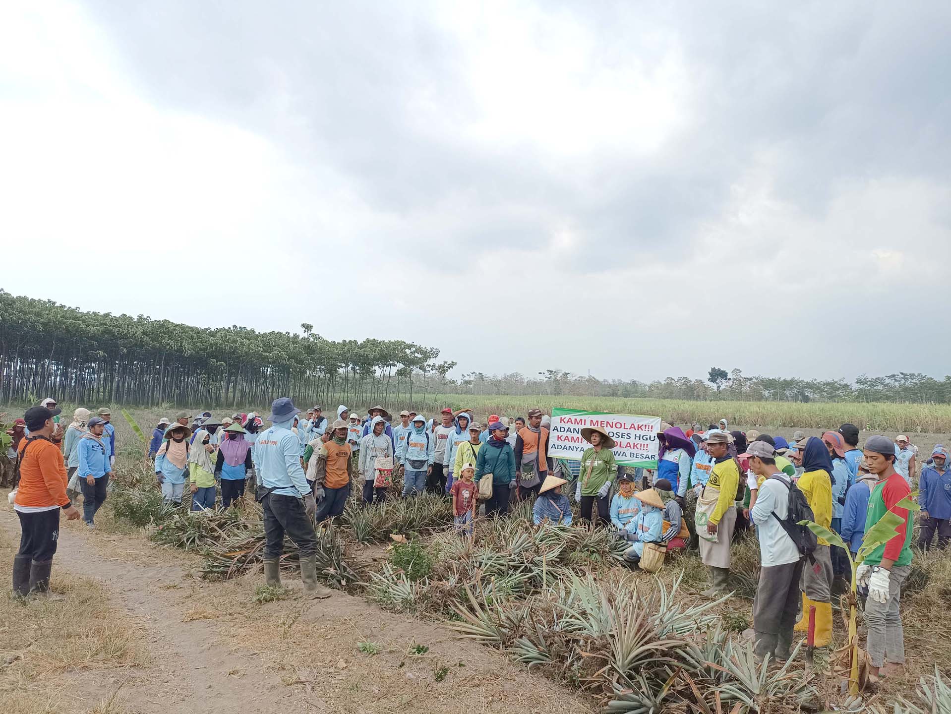 Tanaman di Lahan Eks HGU PT Mangli Dian Perkasa Puncu, Kediri Lama Mati, Ratusan Petani Ganti Tanam Pisang dan Ketela