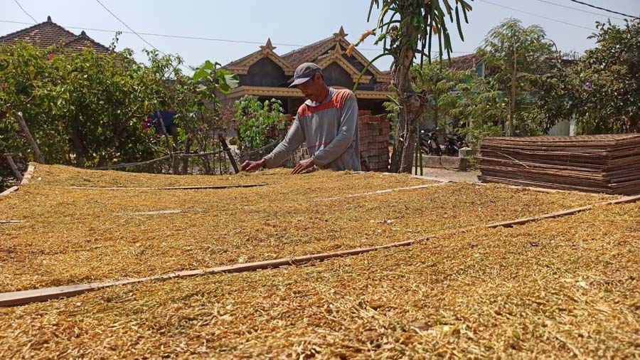 Hasil Melimpah, Petani Tembakau di Ponorogo Sumringah Raup Untung jingga Rp 25 Miliar