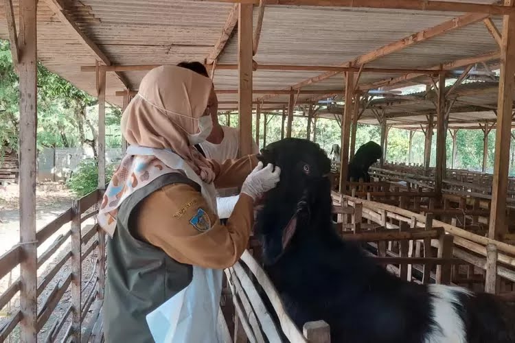 Populasi dan Ketersediaan Ternak hingga Akhir Tahun di Kabupaten Kediri Mencukupi