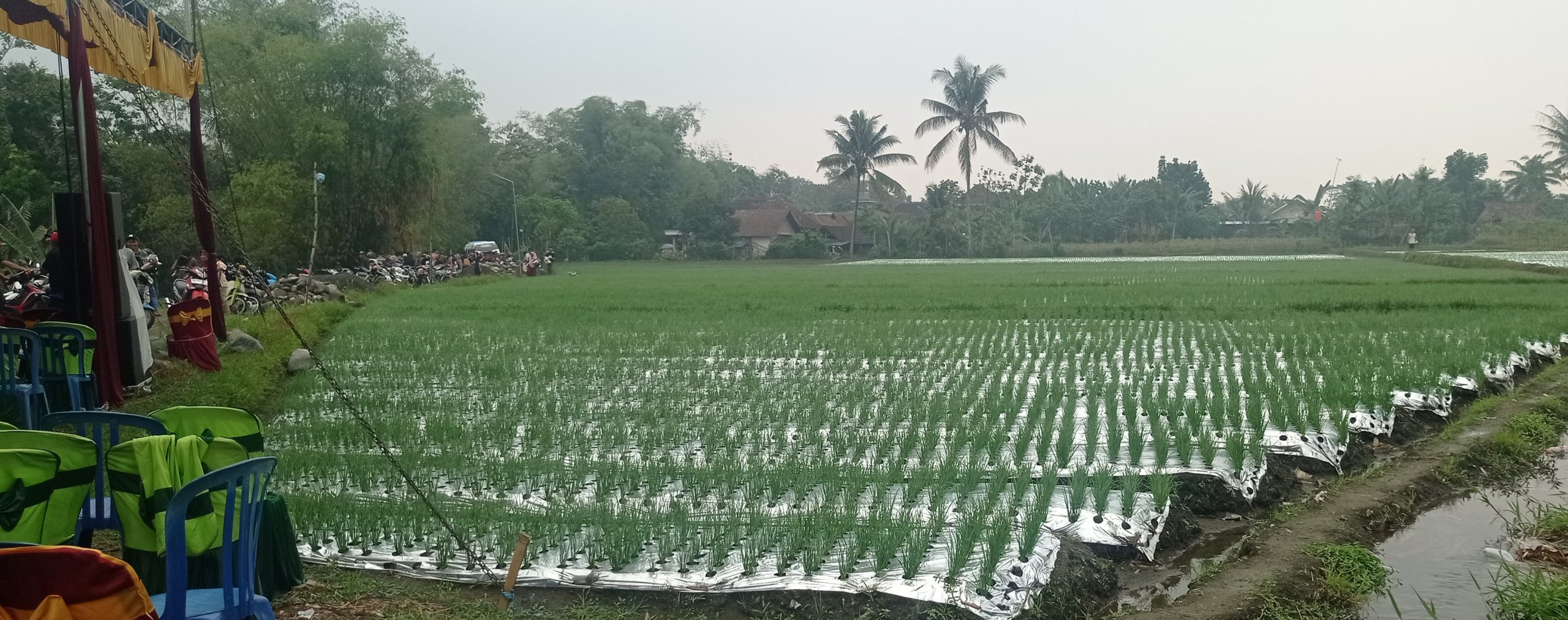 Petani Desa Brumbung Kepung Gemar Tanam Brambang Sayur Merah dan Putih, ini Sebabnya