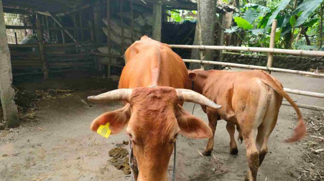 Ratusan Ribu Dosis Vaksin PMK Disalurkan, Dinas Peternakan Kabupaten Jombang Targetkan Zero di Bulan Juli 2024