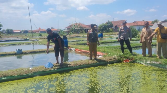 Lelaki Tulungagung Tenggelam di Kolam Ikan Patin
